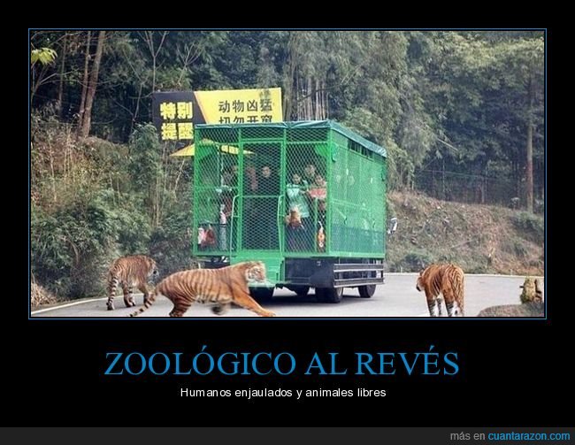 zoo,al revés,jaulas,animales,libres,tigres