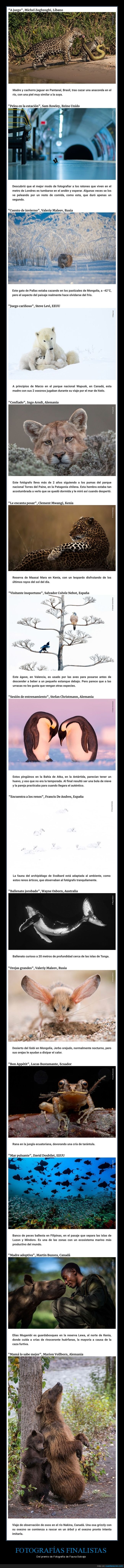 concurso,fotografía,fauna salvaje