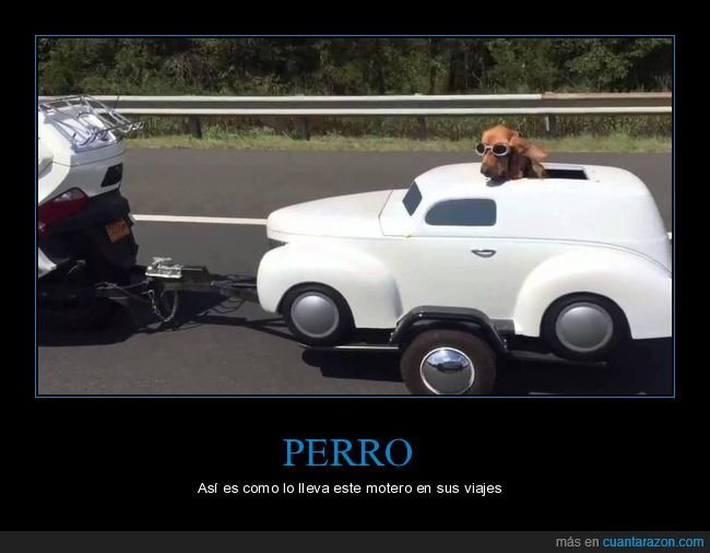 perro,moto,viaje,wtf