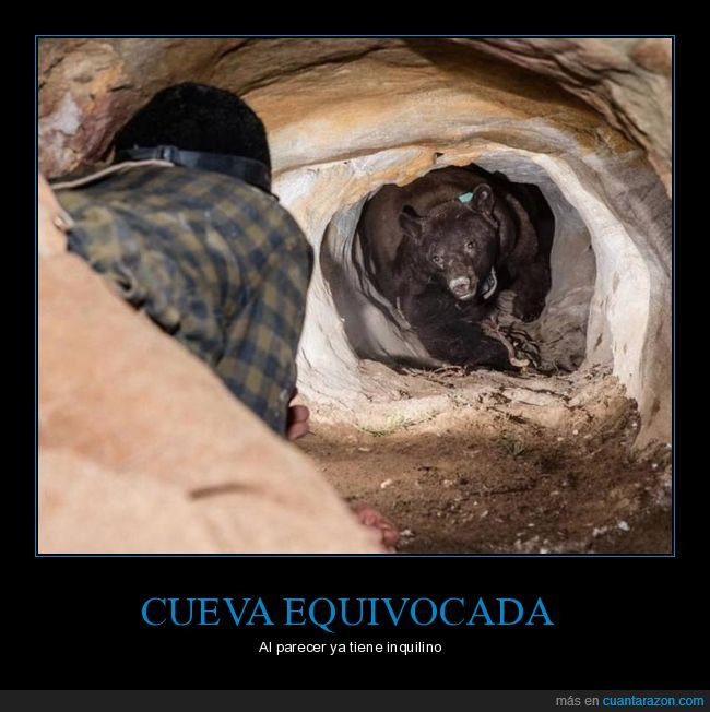 cueva,oso,wtf