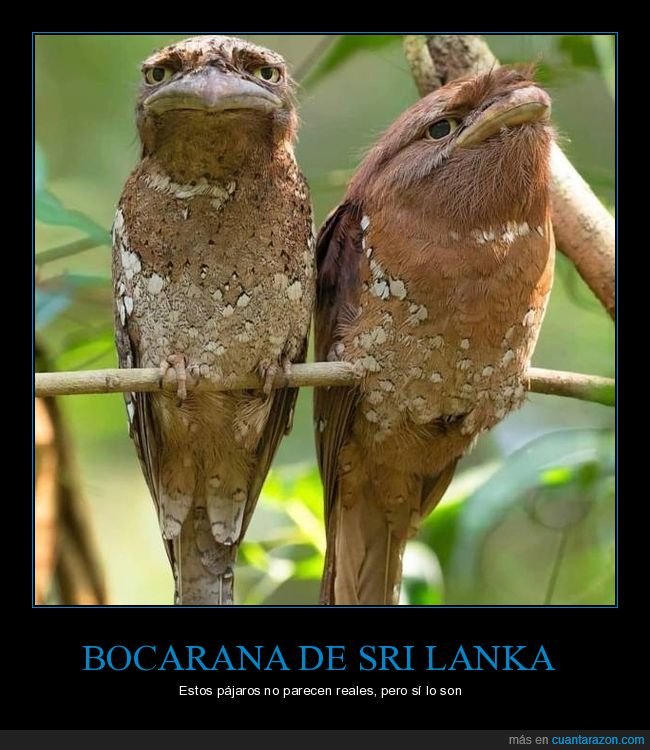 podargos australianos,pájaros,wtf