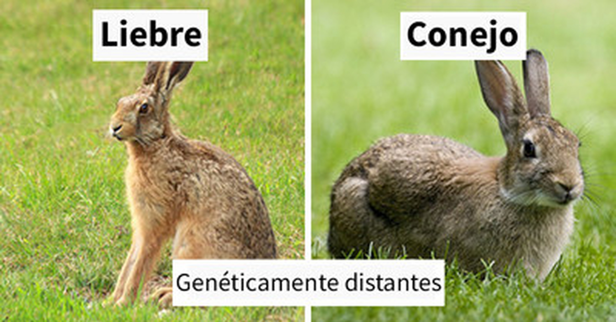  Cu nta Raz n Estas Sorprendentes Parejas De Animales Tienen Aspecto 
