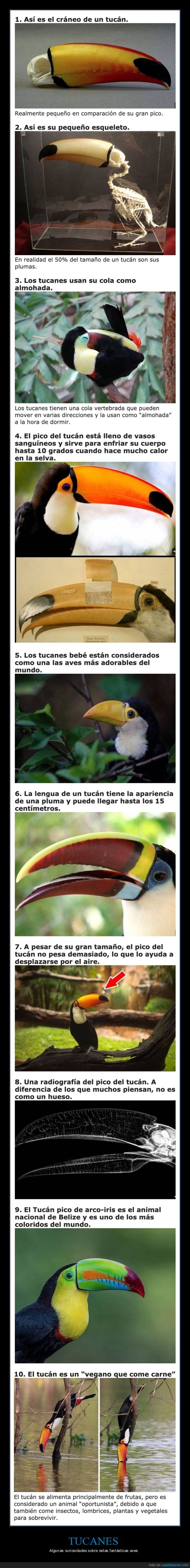 tucanes,curiosidades