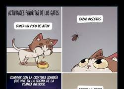 Enlace a Cosas de gatos