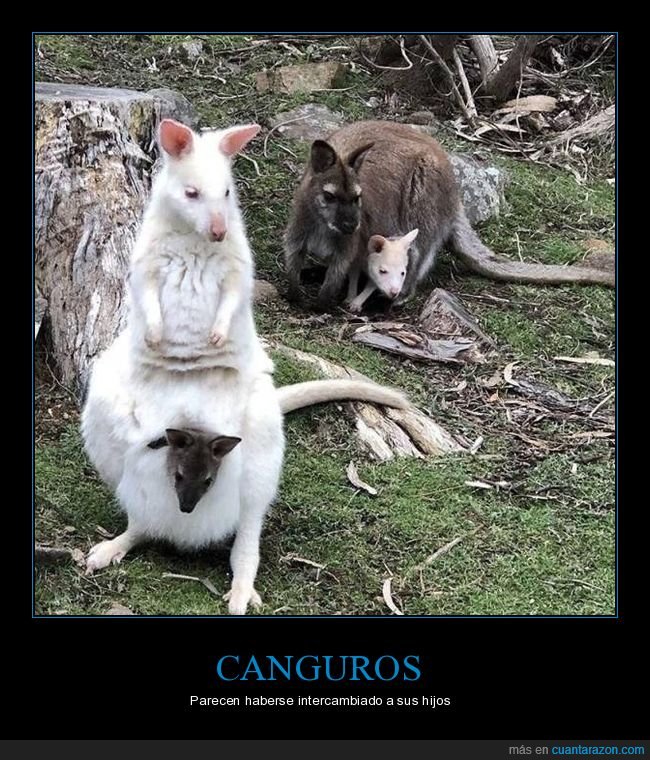 canguros,albinos,hijos