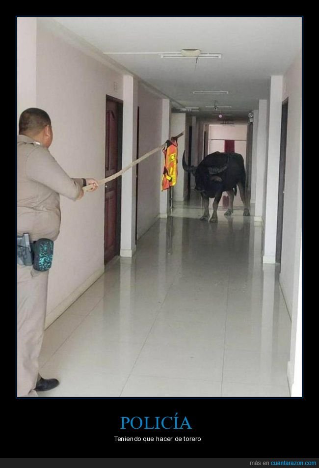 policía,toro,wtf