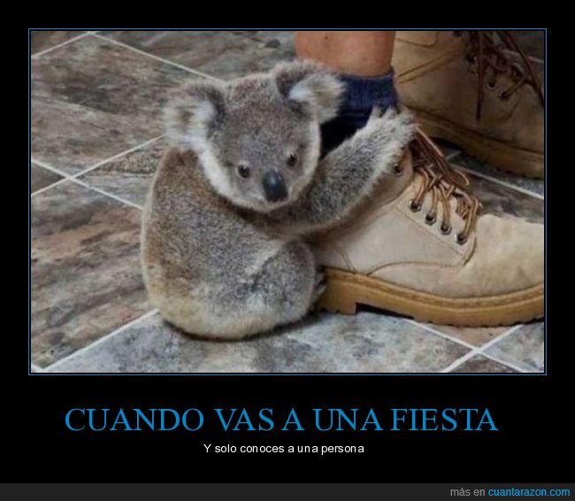 fiestas,conocer,koala