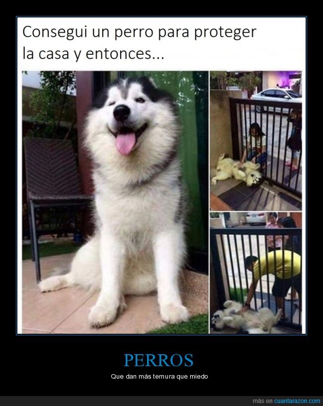 perro,proteger,casa