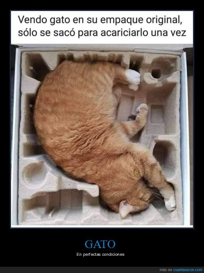 gatos,caja,original