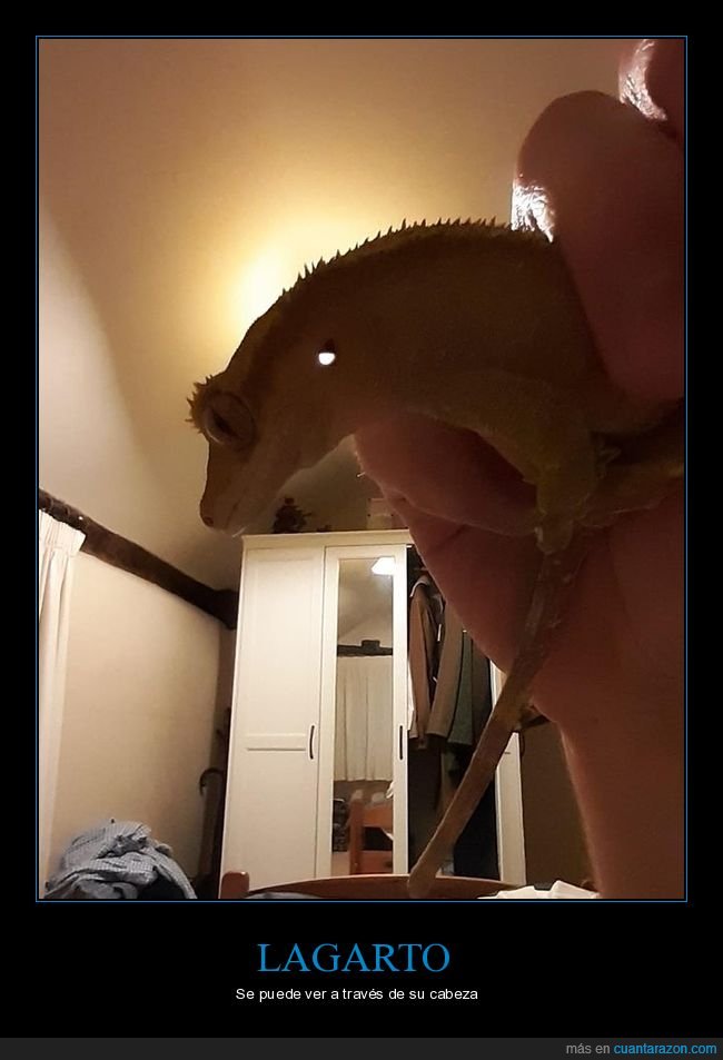 lagarto,cabeza,ver,oídos