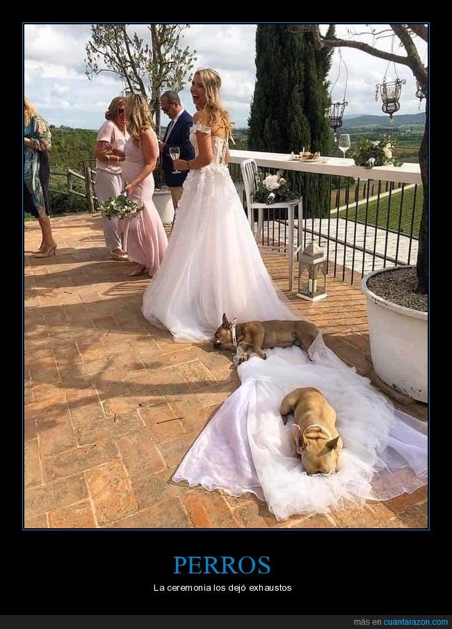 perros,novia,boda,vestido,durmiendo