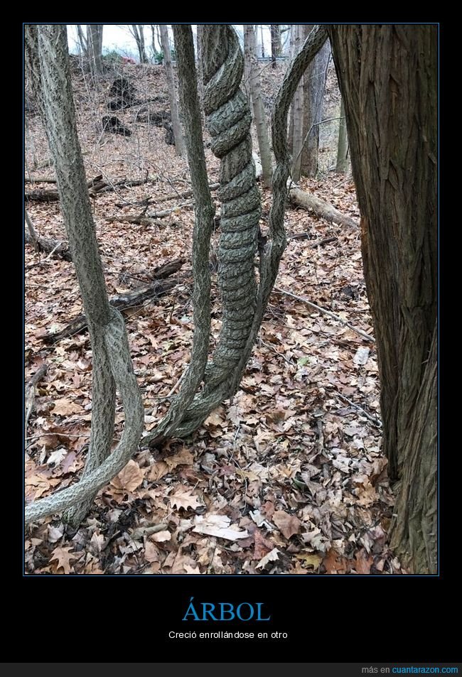 árbol,enrollado,wtf