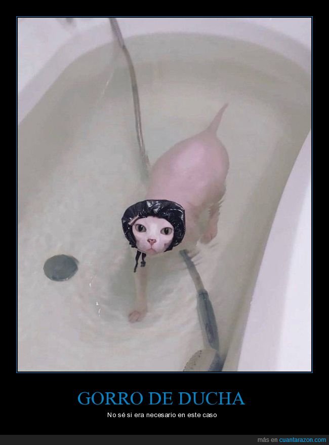 gato,gato egipcio,gorro de ducha,bañera