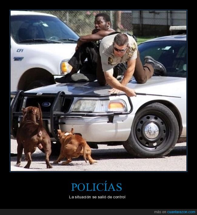 coche,policía,perros