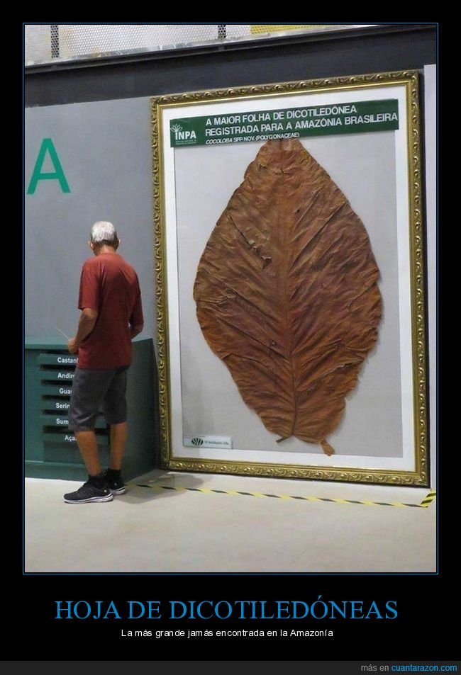 hoja,dicotiledóneas,gigante