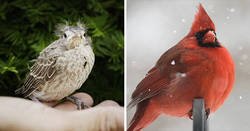 Enlace a El aspecto de distintas especies de aves cuando son adultas y polluelos