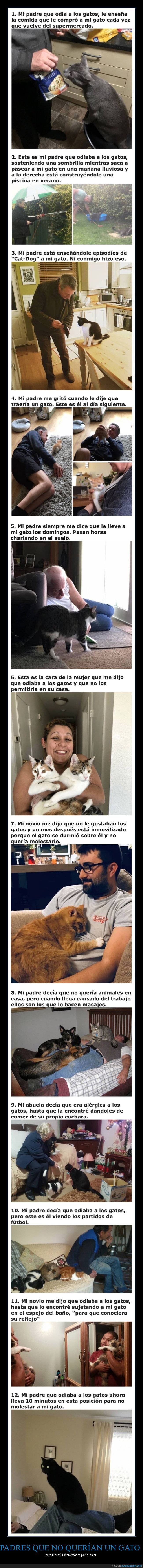 padres,gatos,querer
