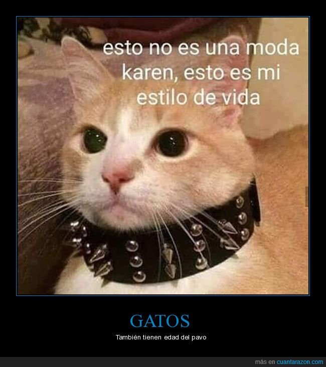 gato,collar,moda,estilo de vida