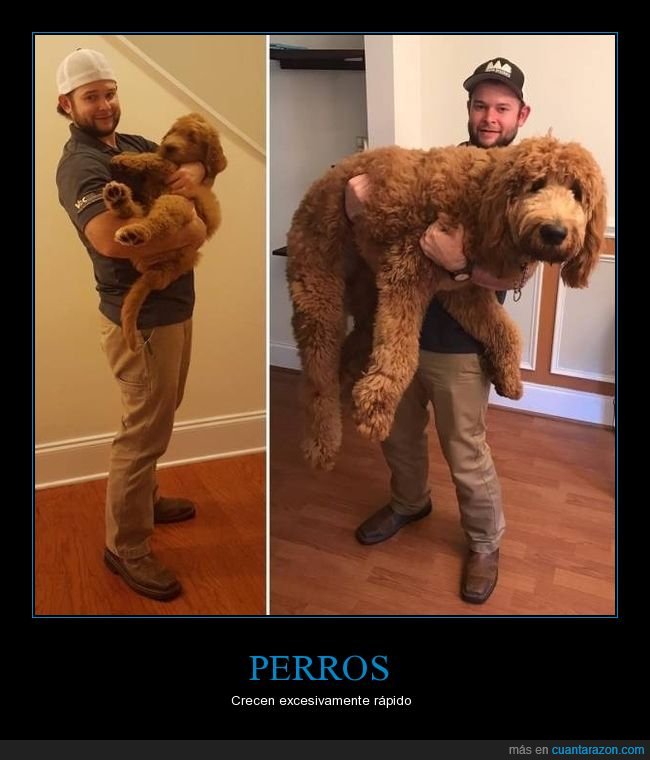 perro,antes,ahora,crecer