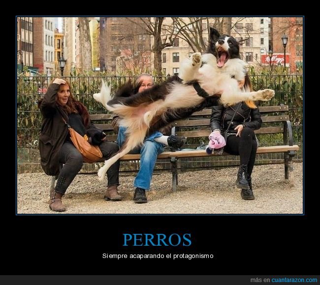 perro,salto,photoboomb