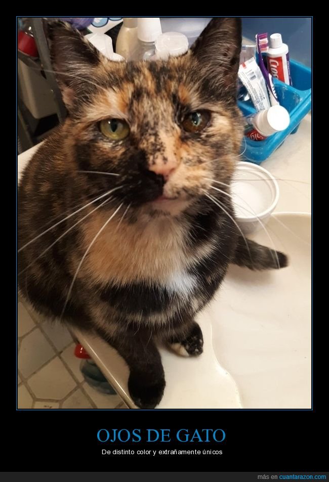 ojos,gato,color