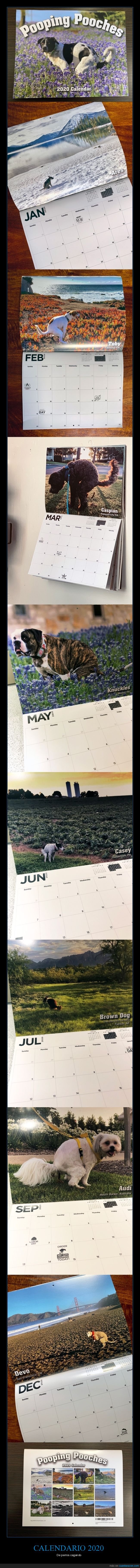 calendario,2020,perros,cagando