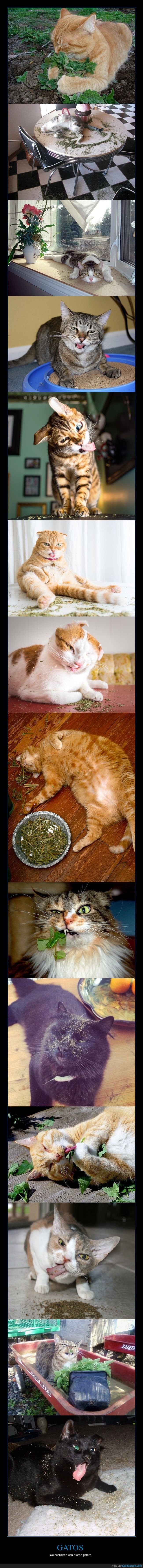 gatos,colocados,hierba gatera,catnip