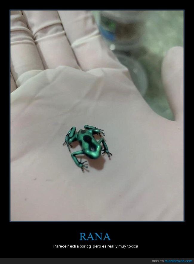 rana,irreal,tóxica