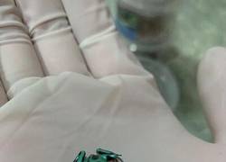 Enlace a Parece irreal pero no lo es