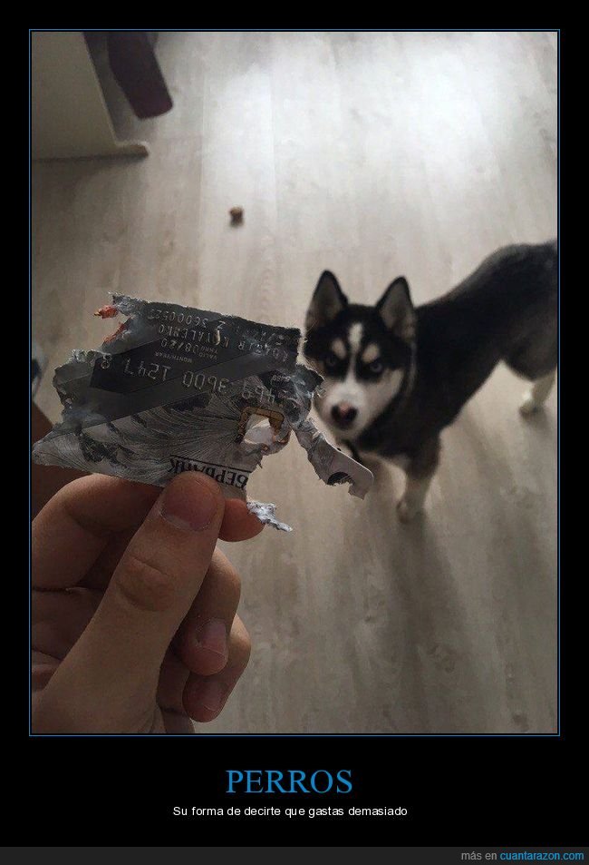 perros,tarjeta de crédito,fails