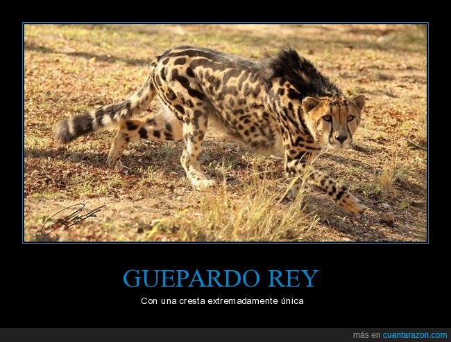 guepardo,cresta,guepardo rey