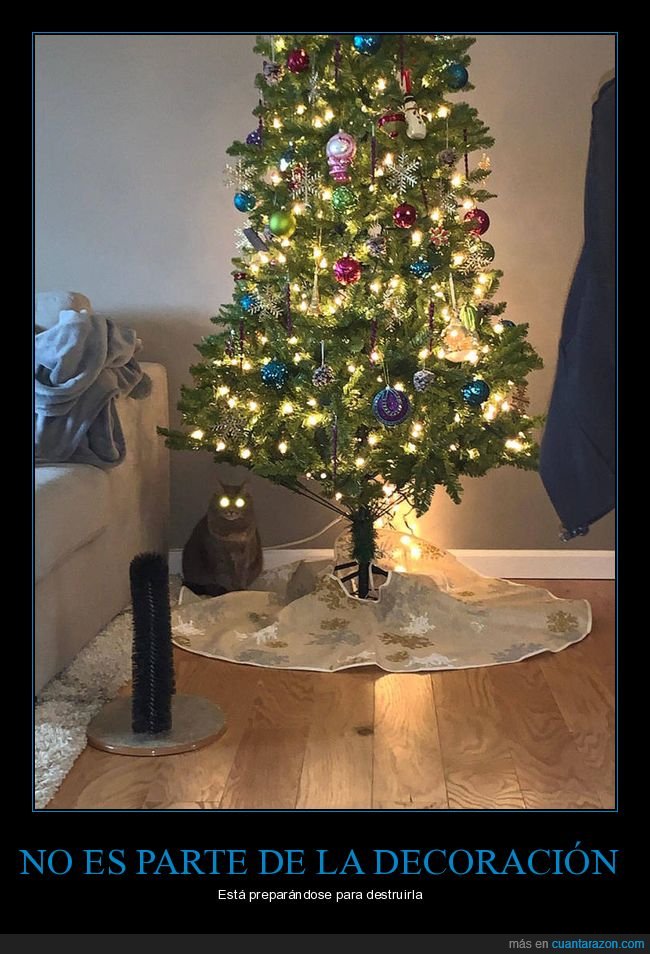 gato,árbol de navidad,ojos