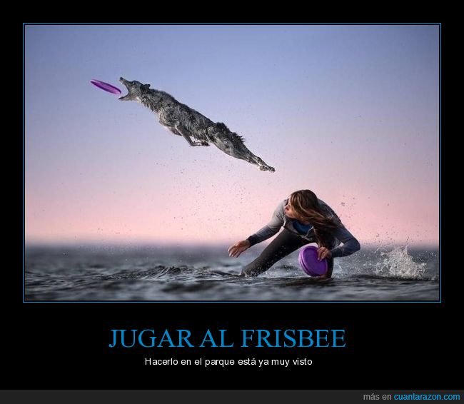 surf,frisbee,perro