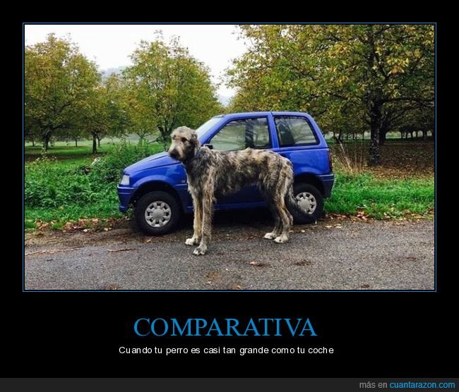 coche,perro,tama&ntilde;o,comparativa
