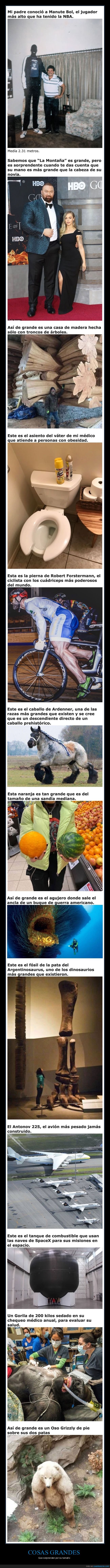 tamaño,grandes,curiosidades