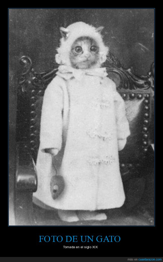 gato,foto,siglo xix,retro