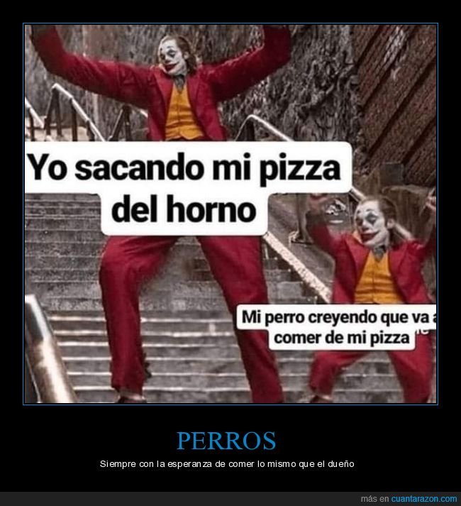 perros,pizza,horno,comer
