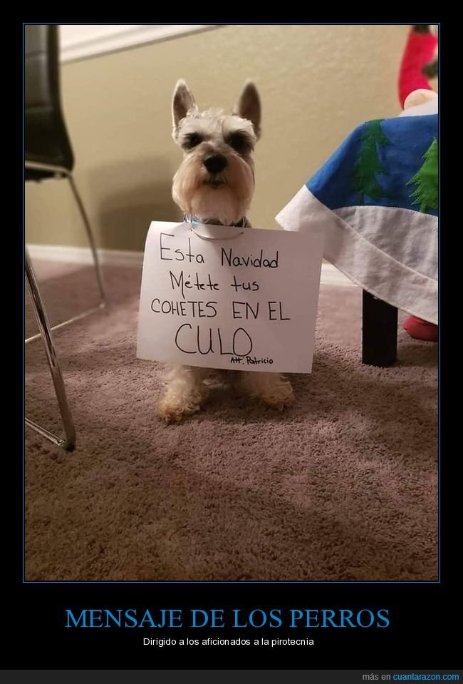 perros,petardos,cohetes,miedo
