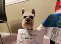 Enlace a Este perrete tiene una cosa que decir