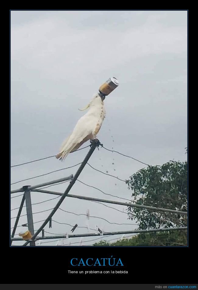 cacatúa,bebiendo,wtf