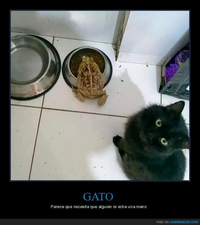 gato,sapo,comida