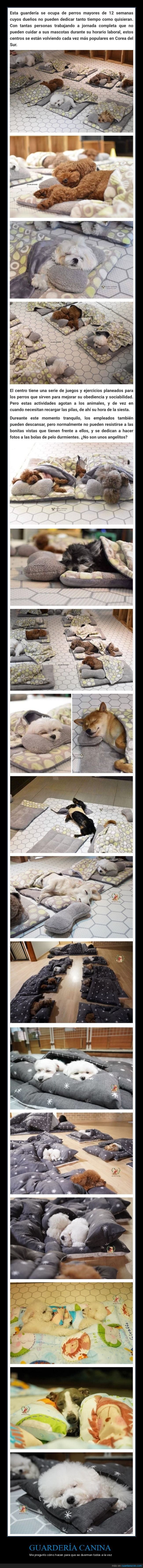 guardería canina,perros,cachorros,durmiendo