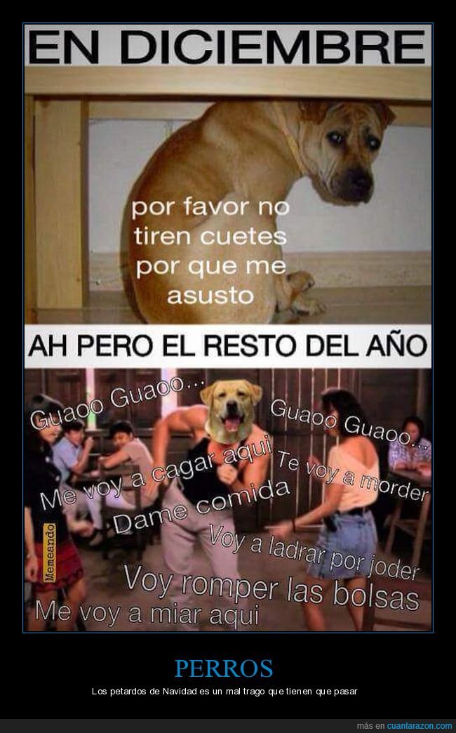 perros,diciembre,petardos