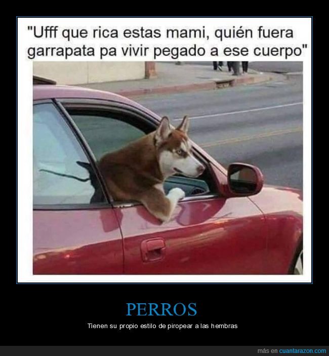 perro,piropo,garrapata,pegado,coche