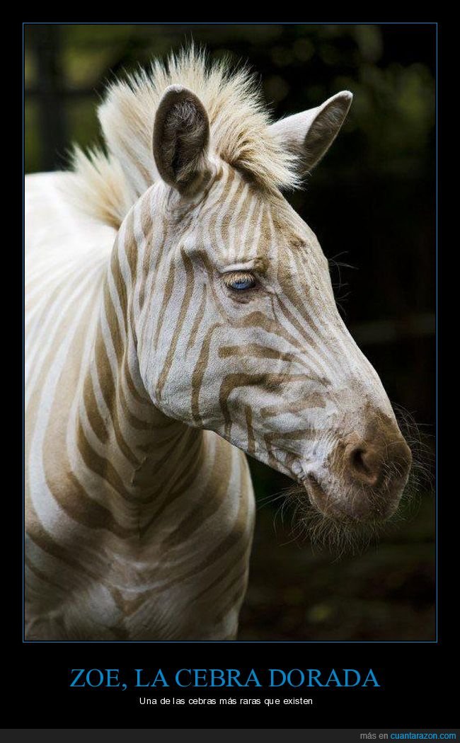 cebra,dorada