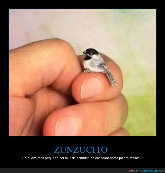 zunzucito,pájaro,pequeño