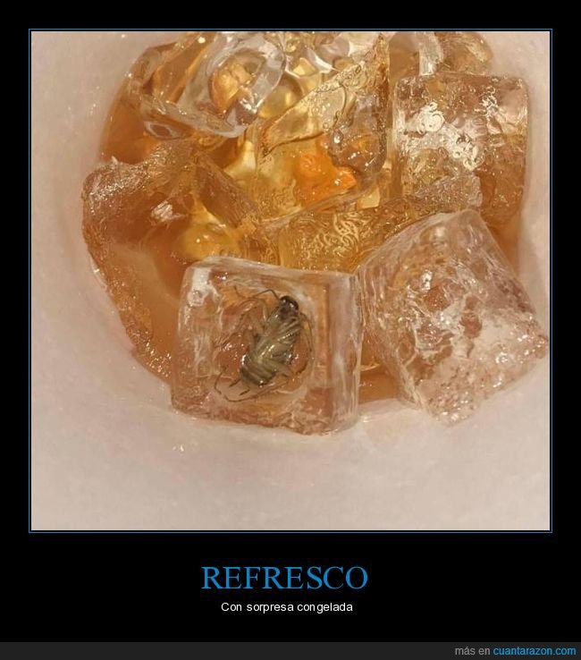 cucaacha,hielo,refresco
