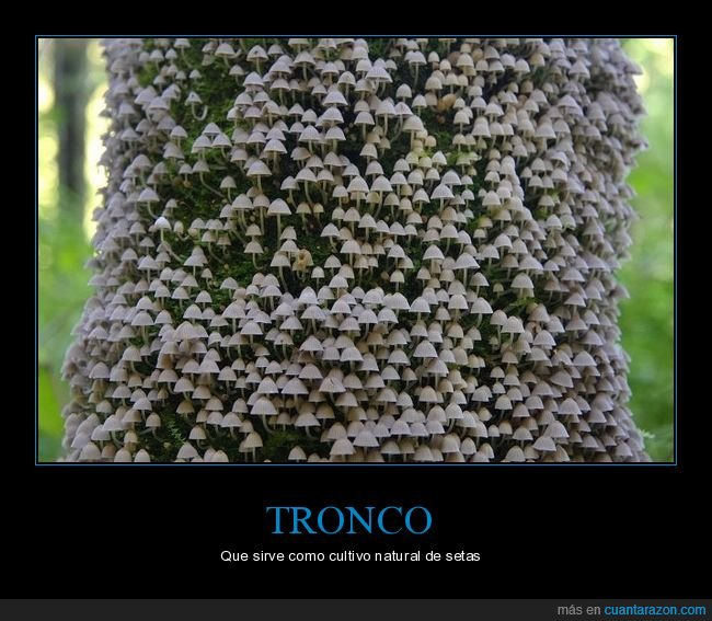 tronco,cultivo,setas