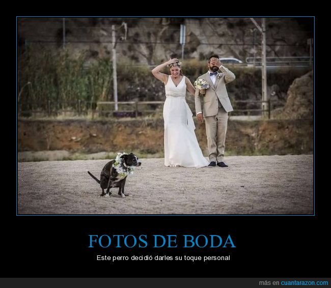 fotos,boda,perro,fails