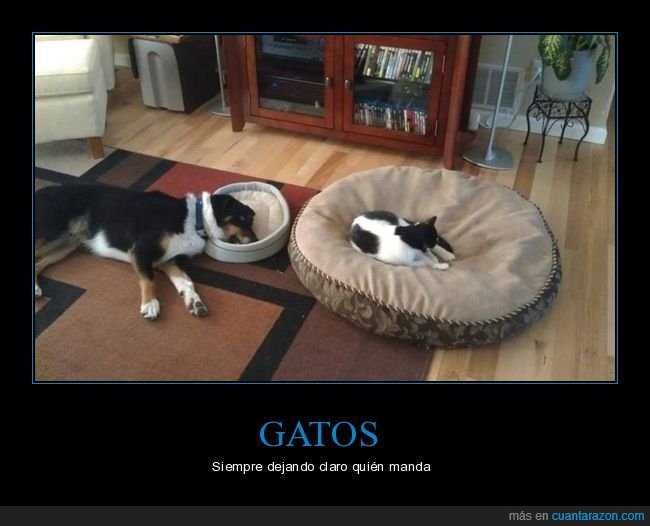gato,perro,camas